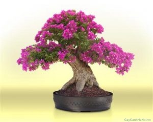 bonsai-hoagiay