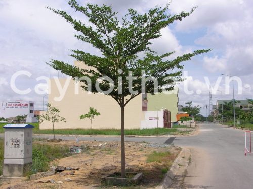 cay cong trinh, cay bang dai loan, cay bang la nho